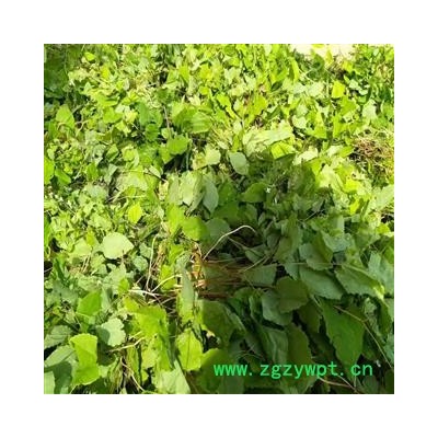 野生淫羊藿 心叶箭叶淫羊藿选货 淫羊藿苷0.9以上甘肃省陇南市精选无草选货