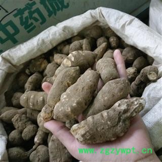 三叶青 三叶青特大手选个 3.0筛子以上 产地 浙江省图2