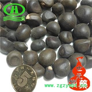 世元药业 文冠果 正品 文冠木 文官果 土木瓜 温旦革子图2