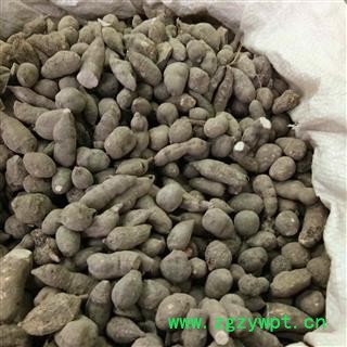 三叶青 选货14cm筛以上 大个三叶青  产地 浙江省图3