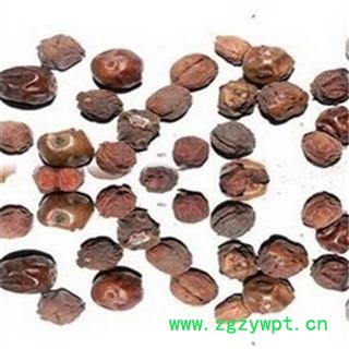 芝春堂 各种冷背药材批发 枸骨子 功劳子 质量保证 支持验货图2