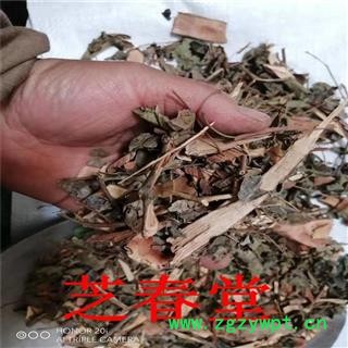 中药材漆大姑 毛漆 毛七哥 毛七公 大毛七 中草药漆大姑图2