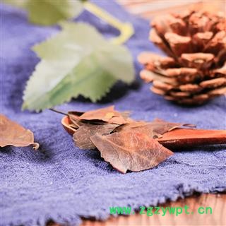 中药材 四季青 红冬青 树顶子图3