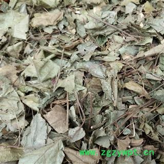 广西壮乡中草 野生 八角枫叶 产地 广西柳州图4