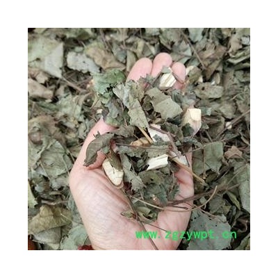 广西壮乡中草 野生 八角枫叶 产地 广西柳州