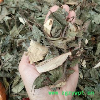 广西壮乡中草 野生 八角枫叶 产地 广西柳州图3