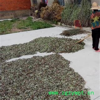 艾叶 文远药业 产地直供艾叶 艾条 医草 艾蒿 灸草 艾草 产地 河南省南阳市市辖区图3