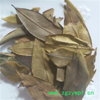 瑞森药材行冬青叶 四季青 冬青叶 毛冬青 一口血图2