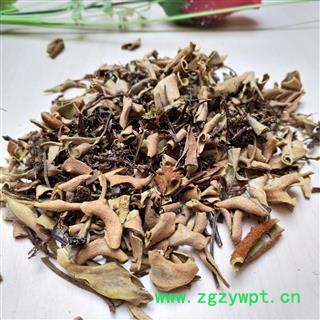 石韦 四川小叶石韦 产地 四川省图2