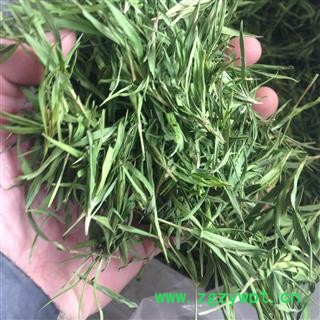 竹叶茶 石竹茶 茶用精选 可直接泡茶 产地 山东省图2