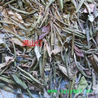 满山红 大叶映山红  统 产地 黑龙江省图2