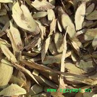 铁包金 鼠乳根 勾儿茶 常青藤 选 产地 广西壮族自治区 批发各种冷背中草药个子图2