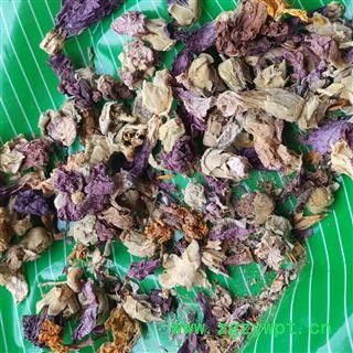 圣草康园紫荆花 新货紫荆花 紫金花 红花紫荆图2