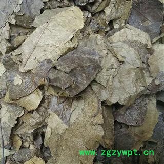 杜仲叶 统货 产地 河北省图2