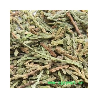 侧柏叶 侧柏叶选段药方 产地 山东省