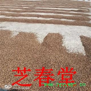 芝春堂 中药材大桂枝精选特尖散装 货源充足批发大货图4