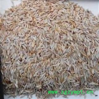 吉康药业白巨胜  白生菜子 白生菜籽 莴苣籽 莴苣 莴苣笋 莴菜 香莴笋图2