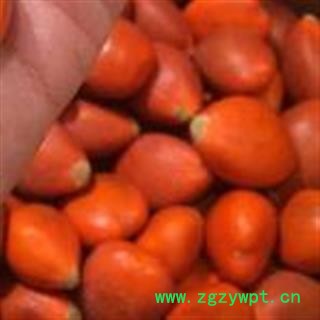 吉康药业中药材铁树果 铁树籽 苏铁果 铁树子图3