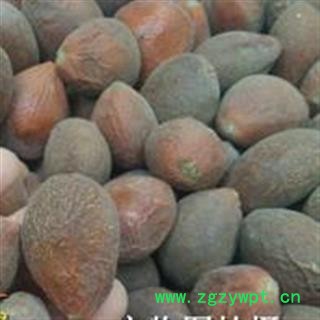 吉康药业中药材铁树果 铁树籽 苏铁果 铁树子图2