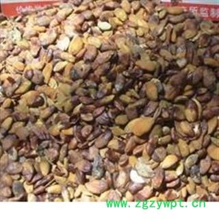 世元药业 黄皮核 正品 黄皮果核 去皮 优质图2