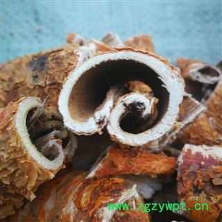 野生桑白皮 统 产地秦岭 陕西省商洛市市辖区图3