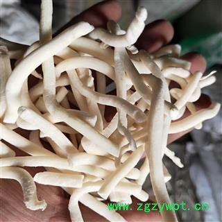 小通草 产地直销新货小通草，无增重货干，清水货，实物拍摄 产地 四川省成都市市辖区图2