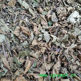 广西壮乡中草药 野生 大青叶 产地 广西柳州图2