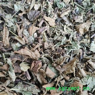 广西壮乡中草药 野生 大青叶 产地 广西柳州图4