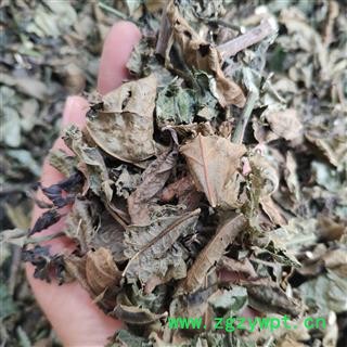 广西壮乡中草药 野生 大青叶 产地 广西柳州图3