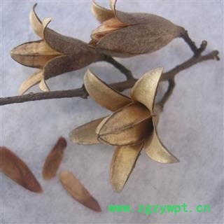 香椿子 香玲子 香椿子 椿树子 金钟子 统 产地 安徽省  批发经营各种冷背中草药个子图2