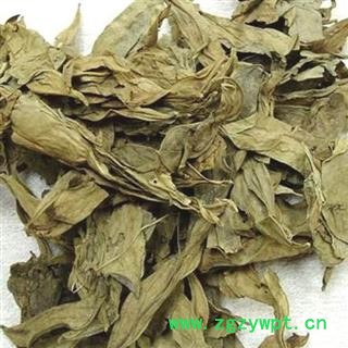 龙脷叶 龙舌叶 龙味叶 牛耳叶 统货 产地 广东省图2