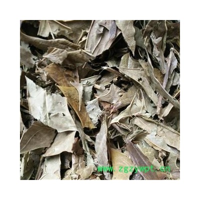 功劳叶 十大功劳叶   选货 产地 广西壮族自治区