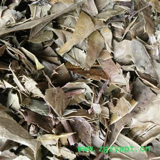 功劳叶 十大功劳叶   选货 产地 广西壮族自治区图2