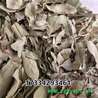 罗布麻叶 大叶茶饮 泽漆麻 红根草图3