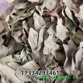 罗布麻叶 大叶茶饮 泽漆麻 红根草图2