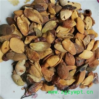 瑞森药材行黄皮核黄皮核 黄皮果核  产地 云南省临沧市云县图2