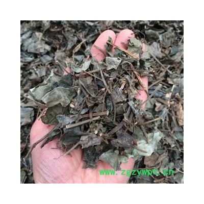 广西壮乡中草药 野生 石楠藤 石南藤 爬岩香 巴岩香 产地 广西柳州