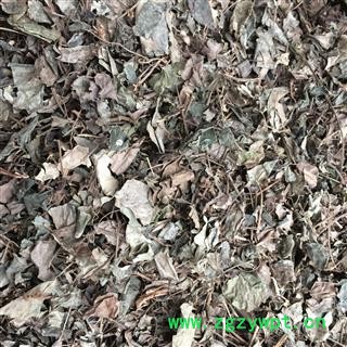 广西壮乡中草药 野生 石楠藤 石南藤 爬岩香 巴岩香 产地 广西柳州图2