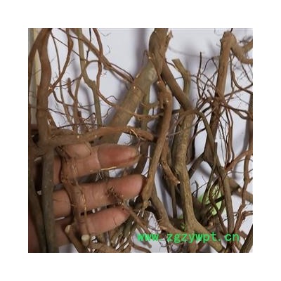 瑞森药材行虎刺根 老鼠刺 绣花针根 老虎刺 伏牛花根 干品