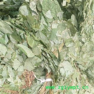 淫羊藿  淫羊藿个子 统 产地 吉林省通化市辉南县图2