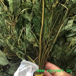 人参叶 人参青叶  产地 吉林省图2