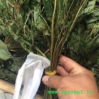 人参叶 人参青叶  产地 吉林省图3