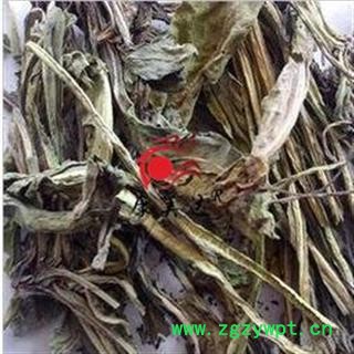 大青叶 统货 产地 甘肃省 凯捷中药图2