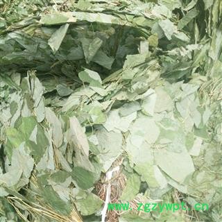 淫羊藿 个子 产地 吉林省图3