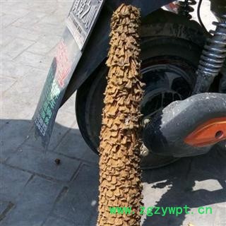 无硫正品 铁树花 铁树果 批发零售 各种 规格 中药材 花茶 矿石 冷备药材 产地 四川省图2