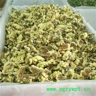 迎春花 迎春花茶 勿忘我 黄色勿忘我 批发花草茶产地 云南图2