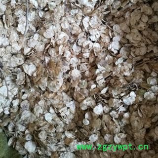 新辉药业榆树皮 榆仁 榆钱图3