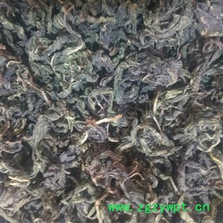 桑叶茶 新鲜桑叶干霜桑叶 桑树叶图4