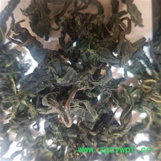 桑叶茶 新鲜桑叶干霜桑叶 桑树叶图3