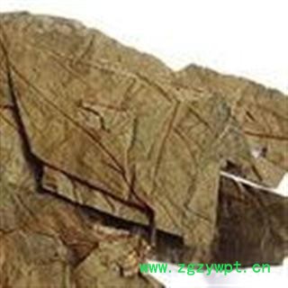 吉康药业布渣叶 蓑衣子 破布叶 麻布叶 烂布渣散货图2